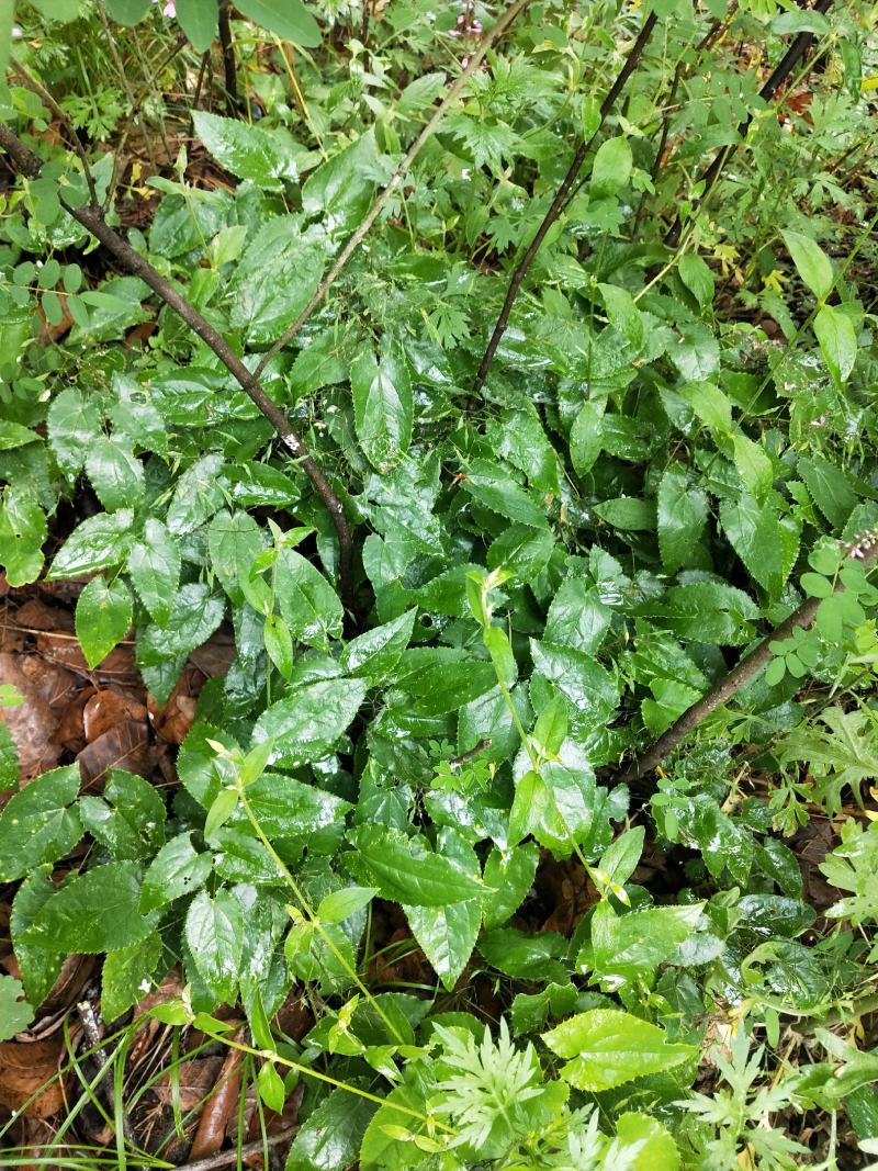 淫羊藿