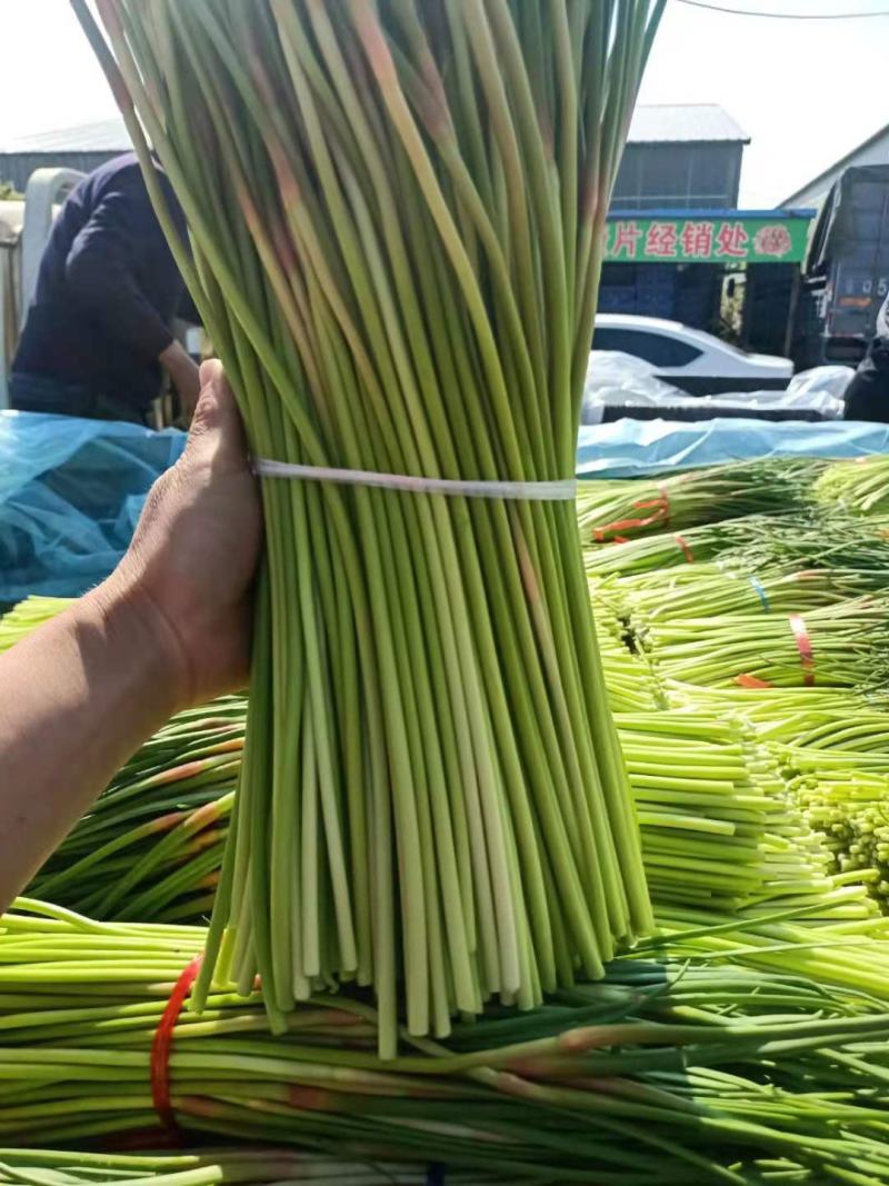 平邑优质蒜苔，产地直销。代发全国各地，对接社区团购