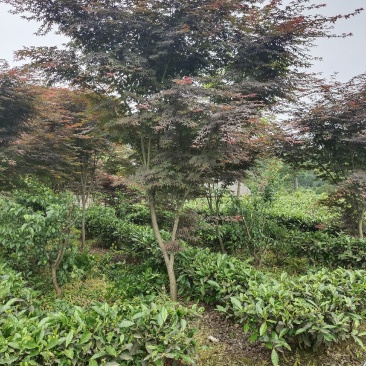 红枫