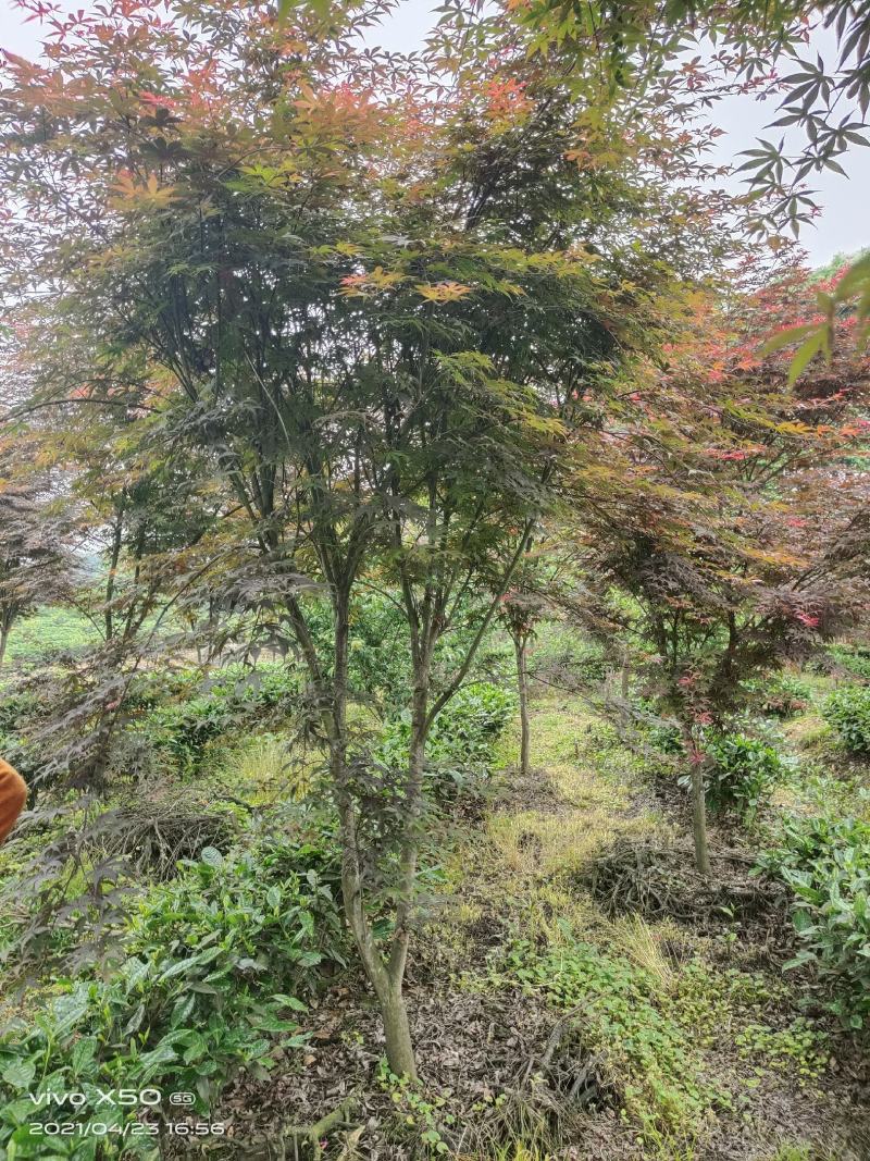 红枫