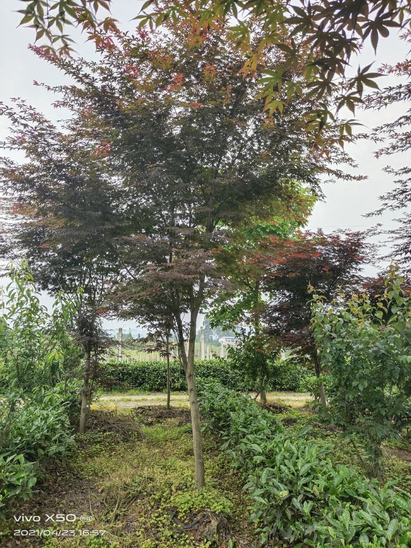 红枫