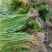 黄菖蒲水生鸢尾盆栽黄菖蒲绿化专用签合同保成活