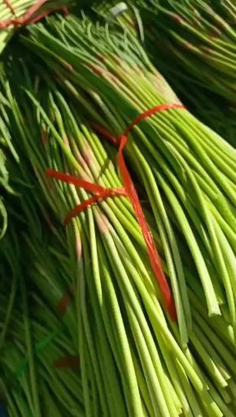 山东蒜苔已大量上市，基地直销，一手货源可代发全国各地批发