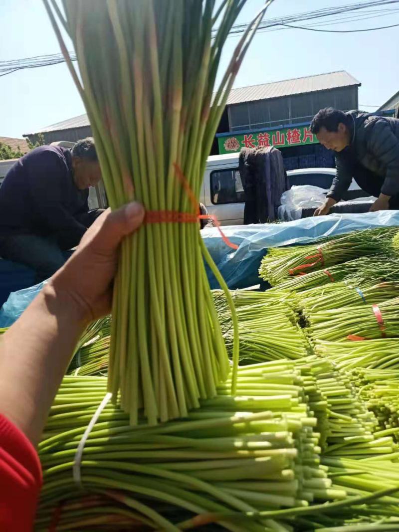 山东蒜苔已大量上市，基地直销，一手货源可代发全国各地批发