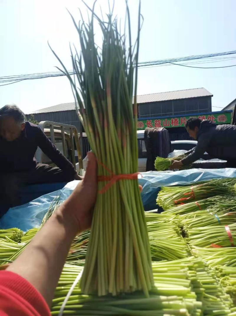 山东蒜苔已大量上市，基地直销，一手货源可代发全国各地批发
