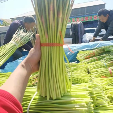 山东蒜苔已大量上市，基地直销，一手货源可代发全国各地批发