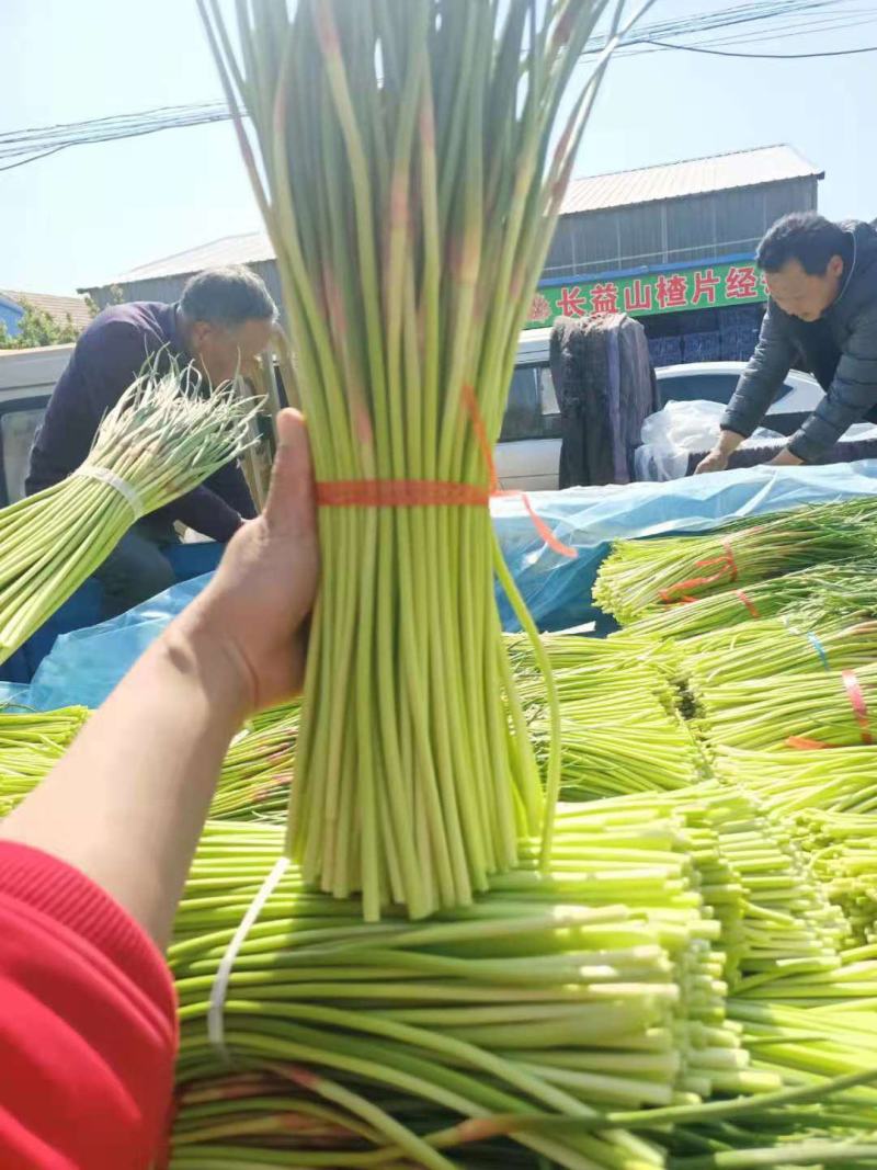山东蒜苔已大量上市，基地直销，一手货源可代发全国各地批发