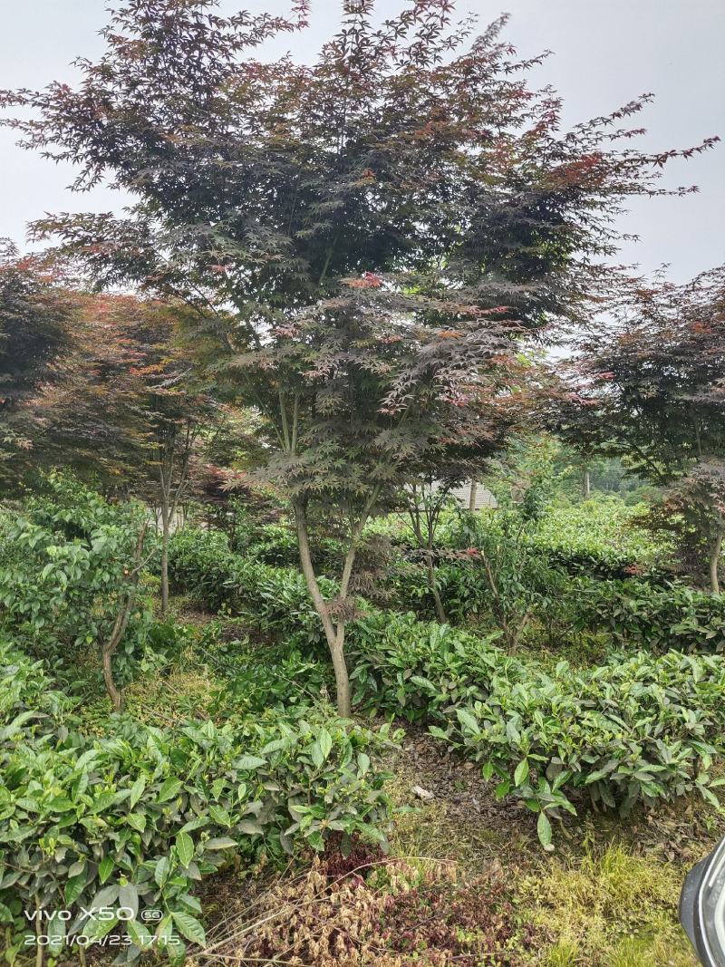 红枫