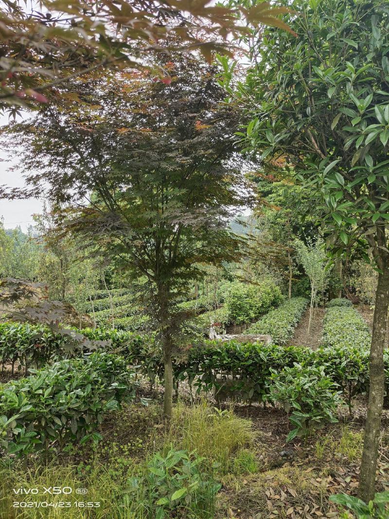 红枫