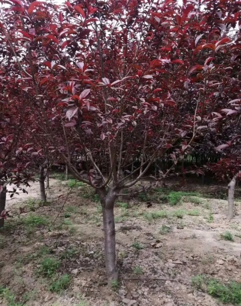 碧桃:地径3一15公分。土质好无病虫害，无根瘤病人工挖球