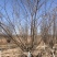 碧桃:地径3一15公分。土质好无病虫害，无根瘤病人工挖球