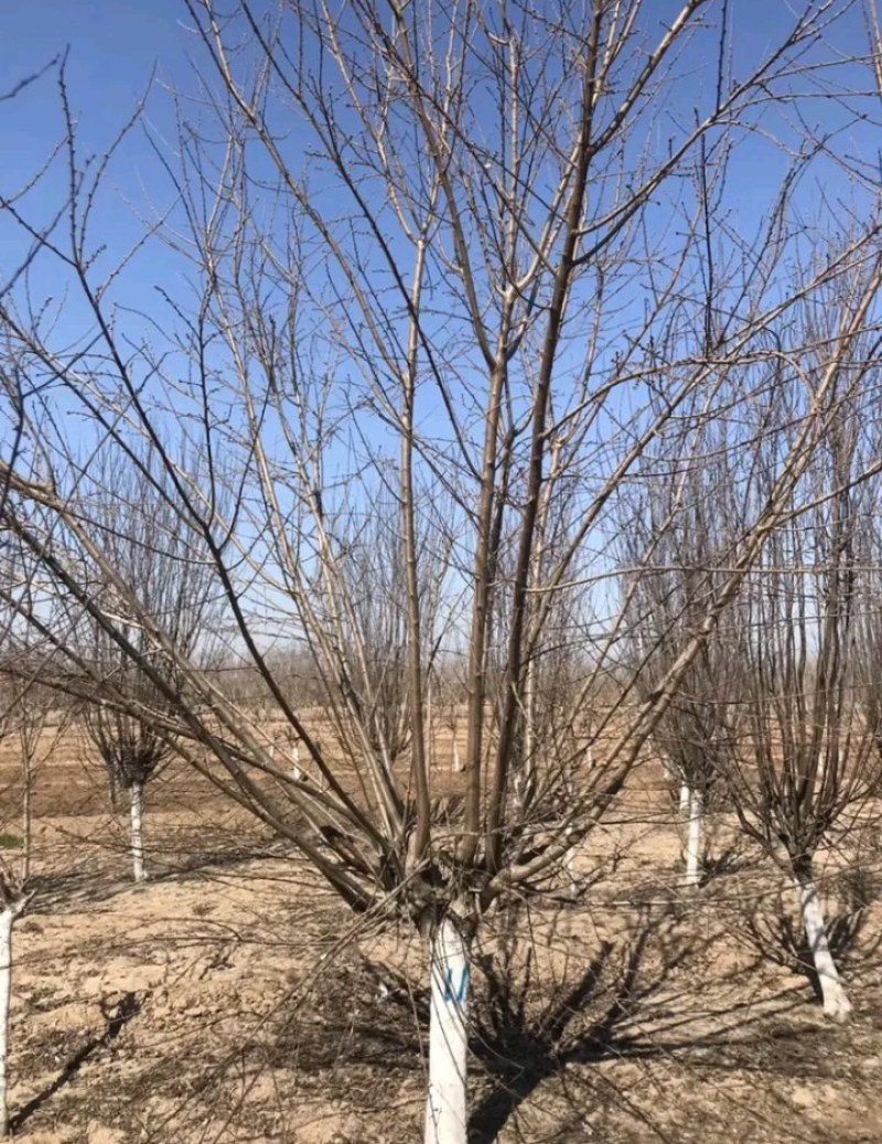 碧桃:地径3一15公分。土质好无病虫害，无根瘤病人工挖球