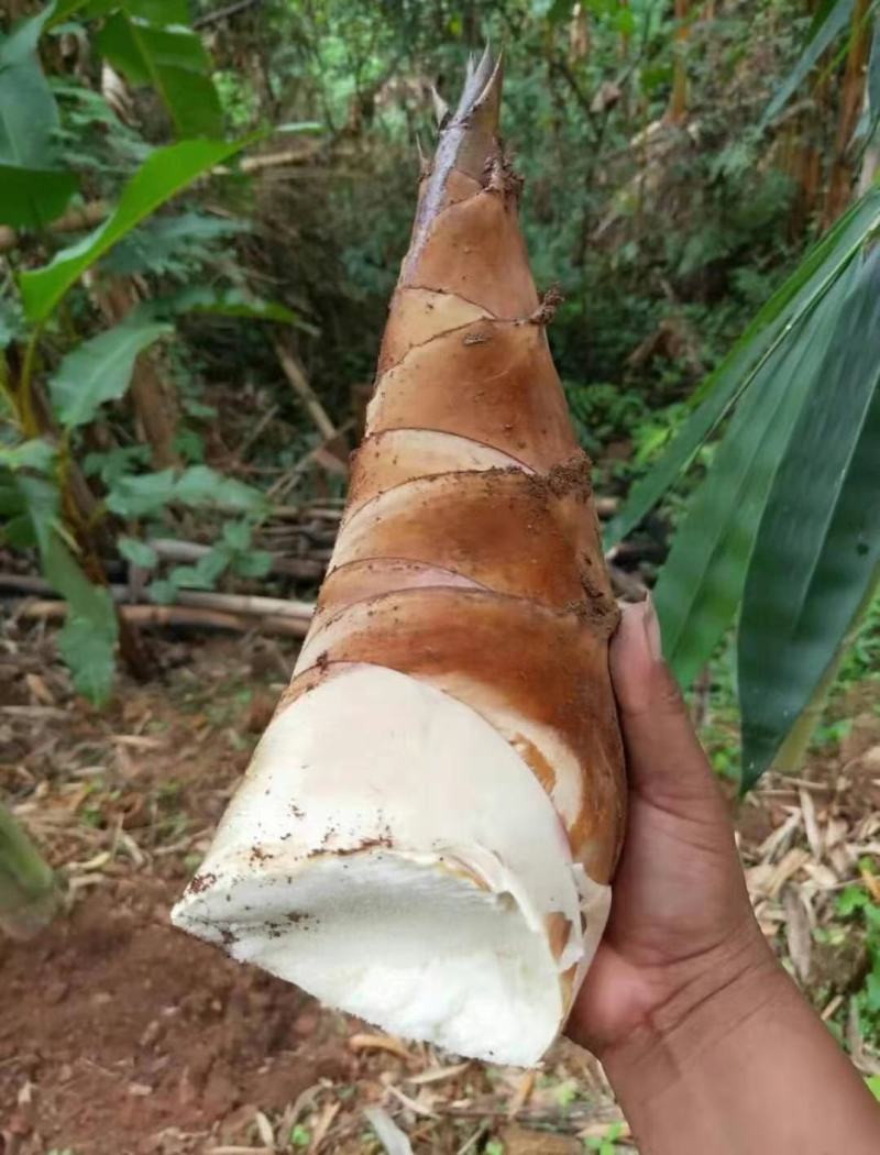 甜笋新鲜甜笋鲜爽甘甜产地直销品质保证量大从优