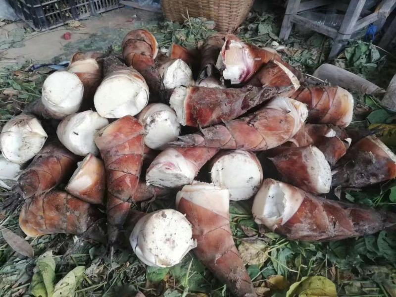 甜笋新鲜甜笋鲜爽甘甜产地直销品质保证量大从优