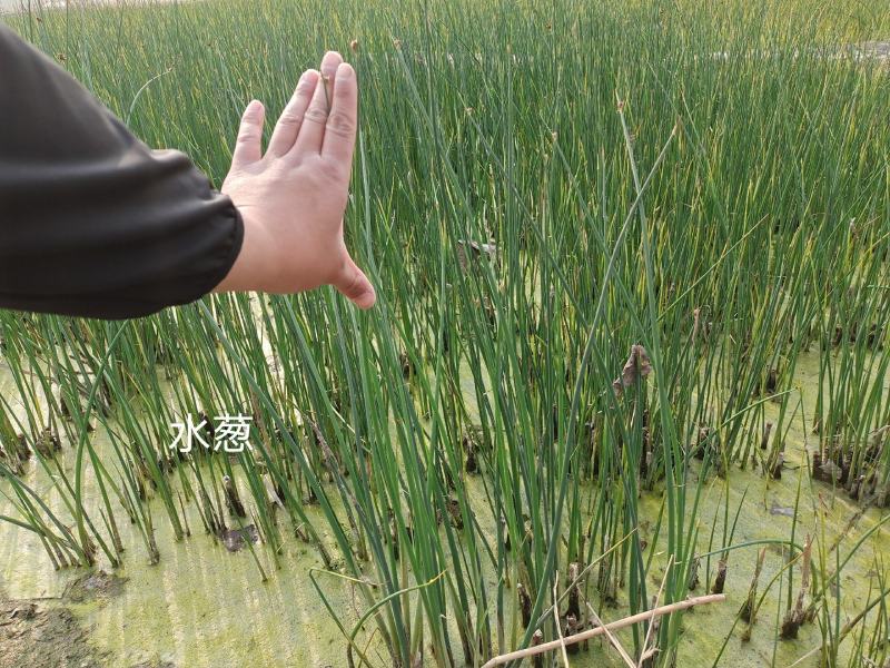 水葱水葱苗盆栽水葱白洋淀瑞荷水生植物