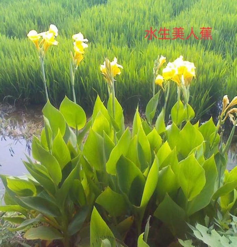 水生美人蕉美人蕉盆栽美人蕉白洋淀瑞荷水生植物