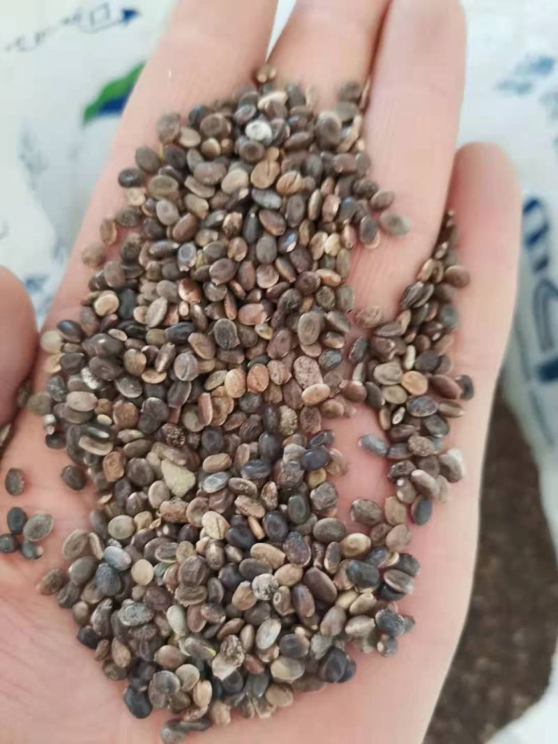 鲁冰花种子，多年生鲁冰花种子不比价格比质量。羽扇豆种子。