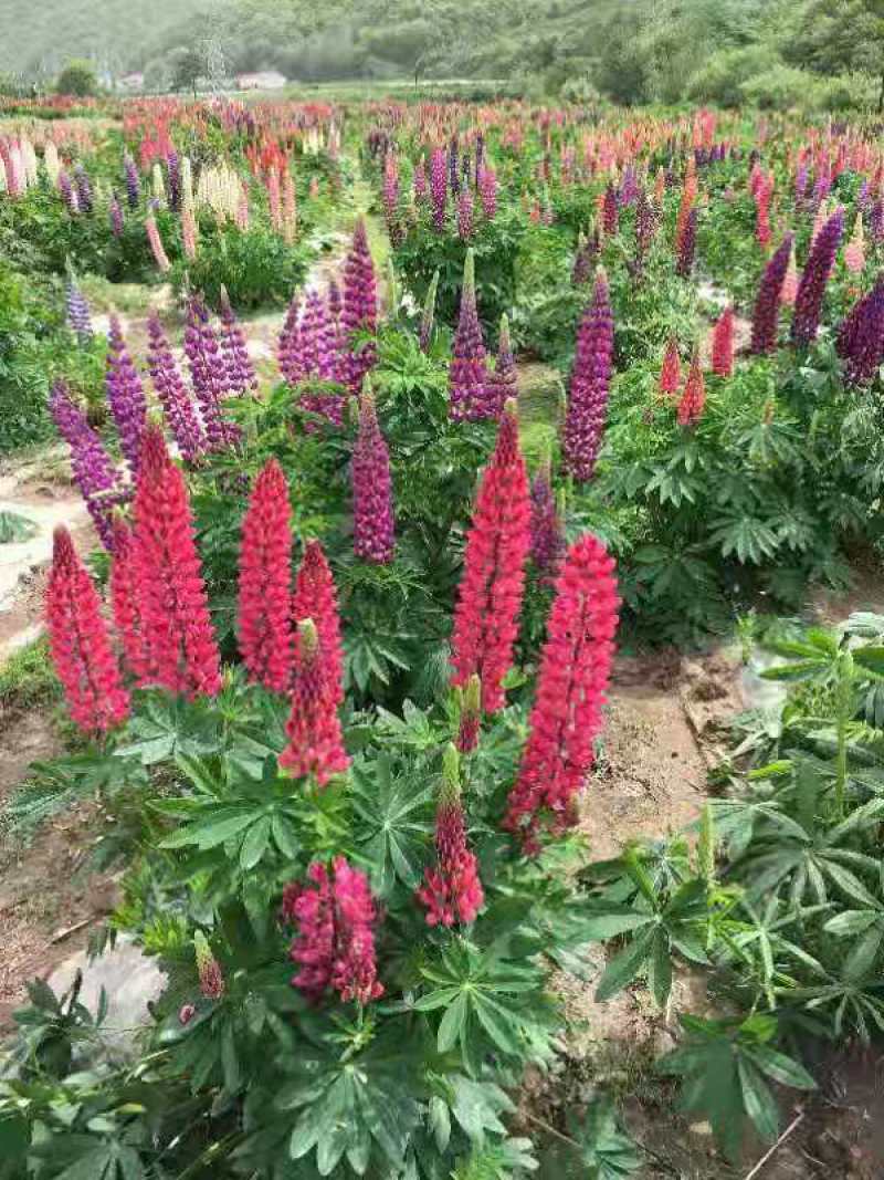 鲁冰花种子，多年生鲁冰花种子不比价格比质量。羽扇豆种子。