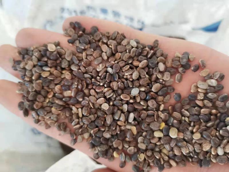 鲁冰花种子，多年生鲁冰花种子不比价格比质量。羽扇豆种子。