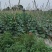 精品黄瓜燕白黄瓜大量上市货源充足量大从优质量保证