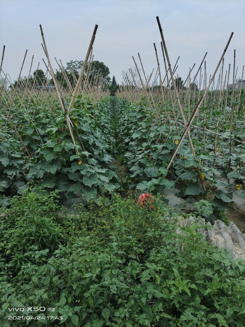 精品黄瓜燕白黄瓜大量上市货源充足量大从优质量保证
