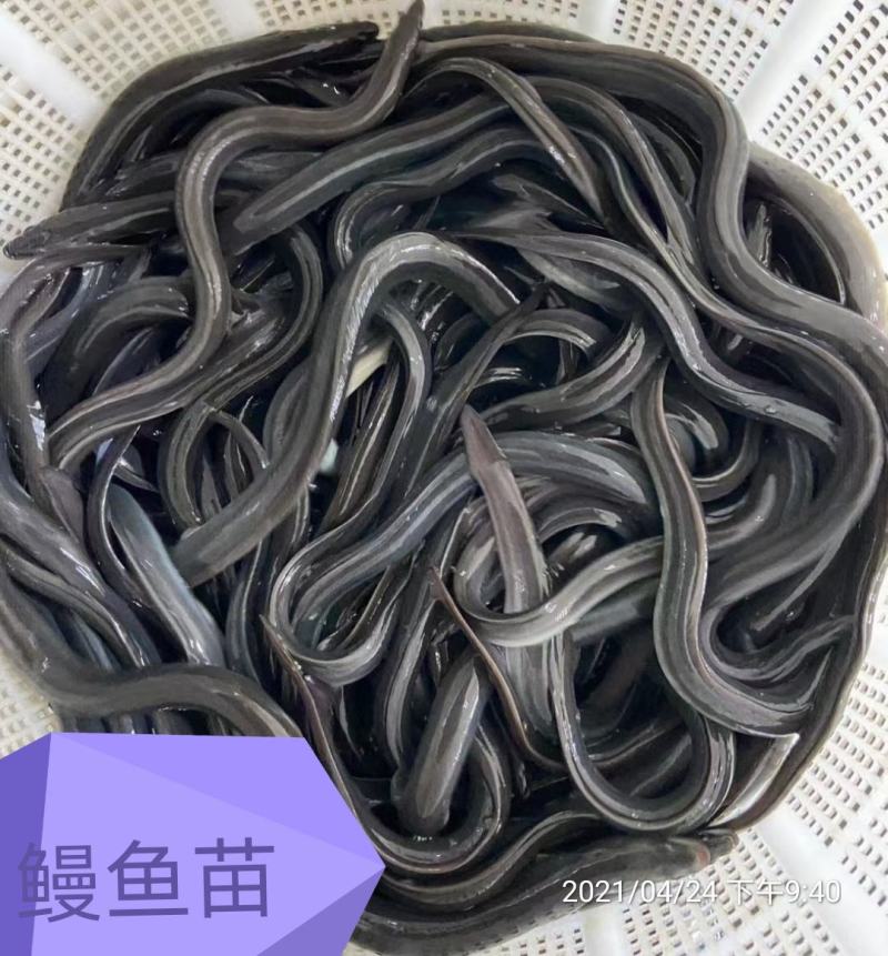 鳗鱼苗白鳝鱼苗日本鳗鱼苗快大省料，抵抗力强