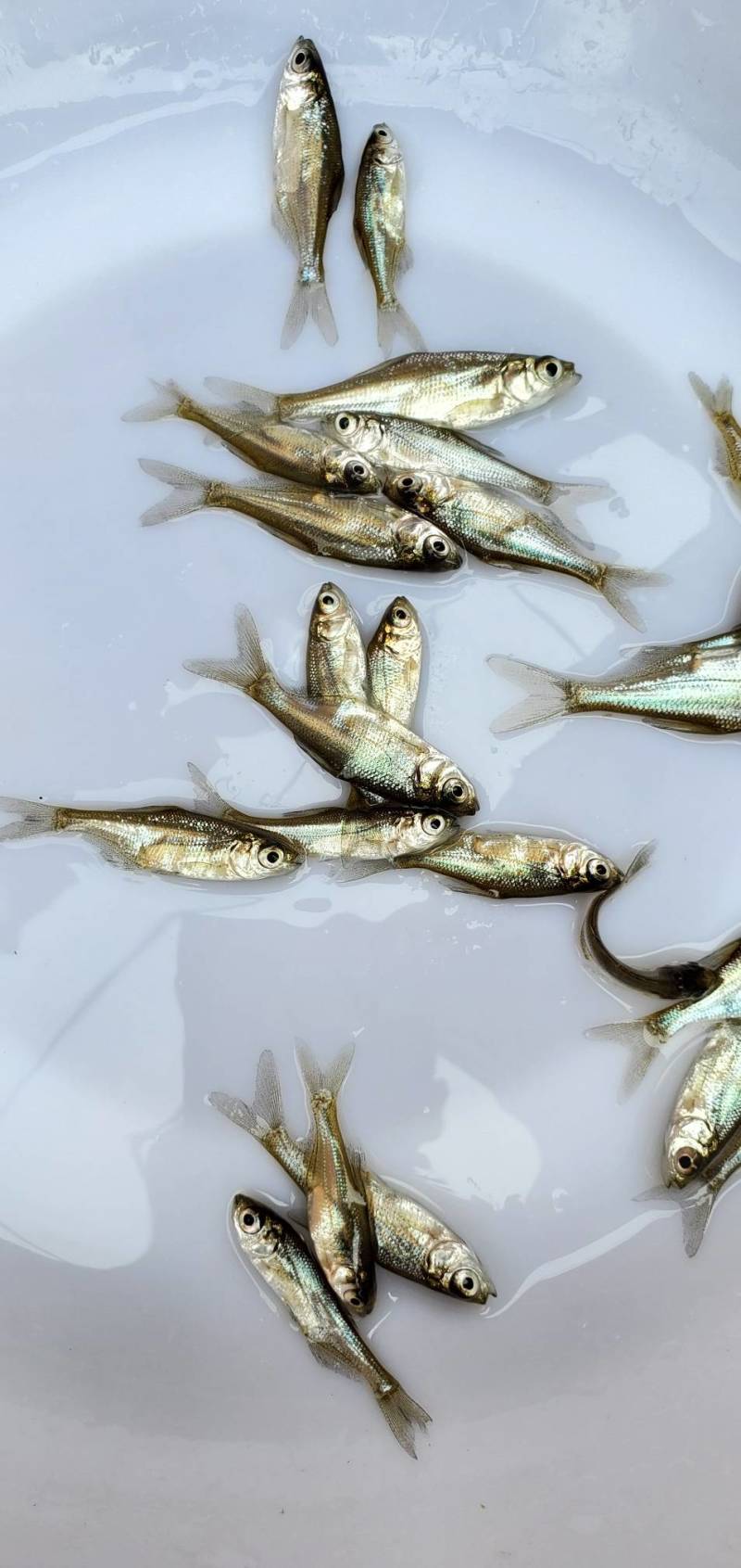 武昌鱼苗团头鲂鱼苗三角鲂鱼苗边鱼苗