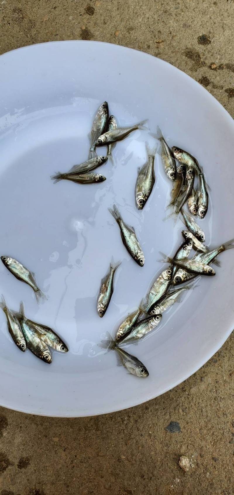 武昌鱼苗团头鲂鱼苗三角鲂鱼苗边鱼苗