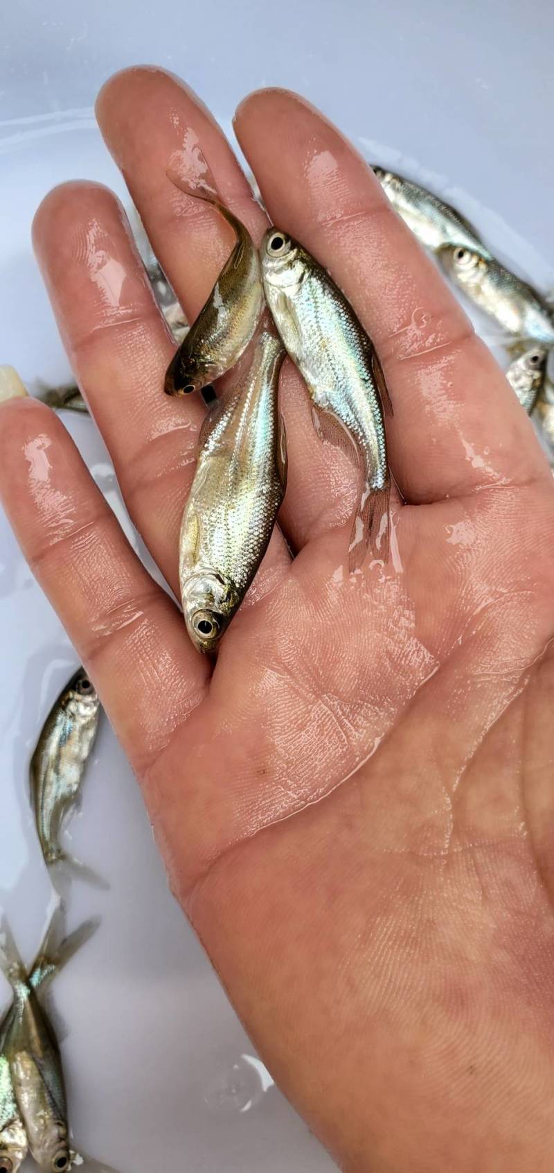 武昌鱼苗团头鲂鱼苗三角鲂鱼苗边鱼苗