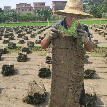 台湾草卷台湾草一般指细叶结缕草，是最常见的草坪草种之一