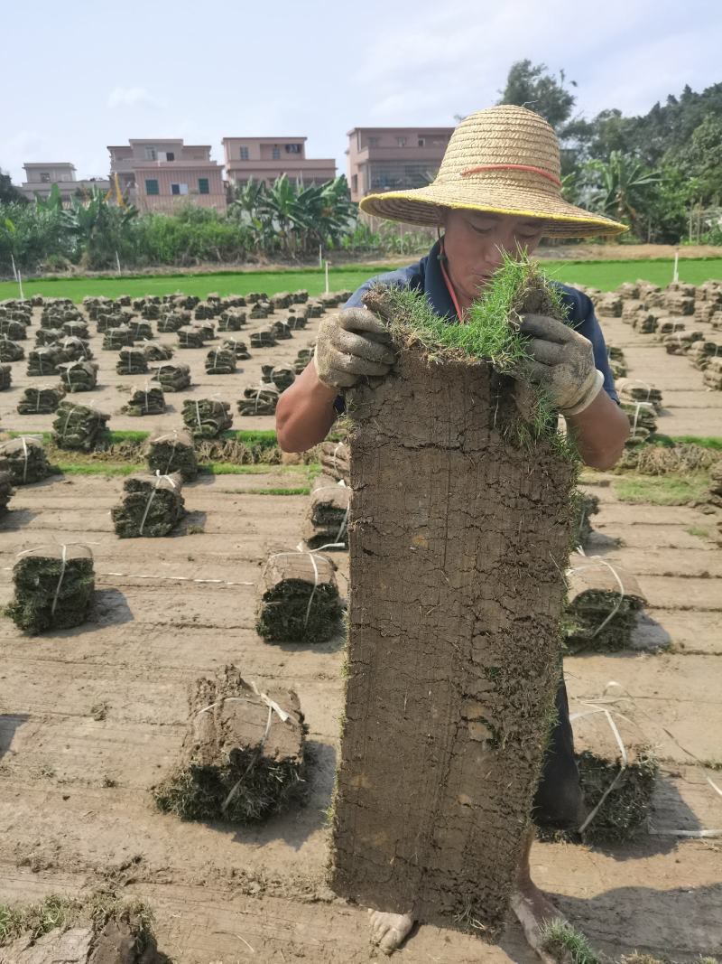 台湾草卷台湾草一般指细叶结缕草，是最常见的草坪草种之一