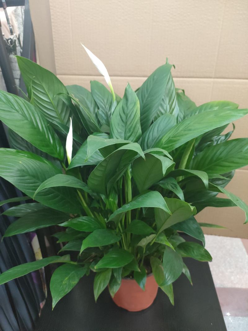 白掌一帆风顺水培土培绿植防辐射除甲醛粉掌客厅办公室花卉盆