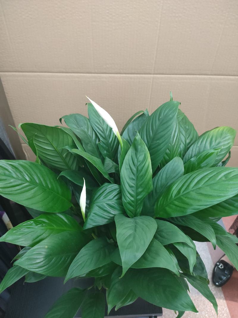 白掌一帆风顺水培土培绿植防辐射除甲醛粉掌客厅办公室花卉盆