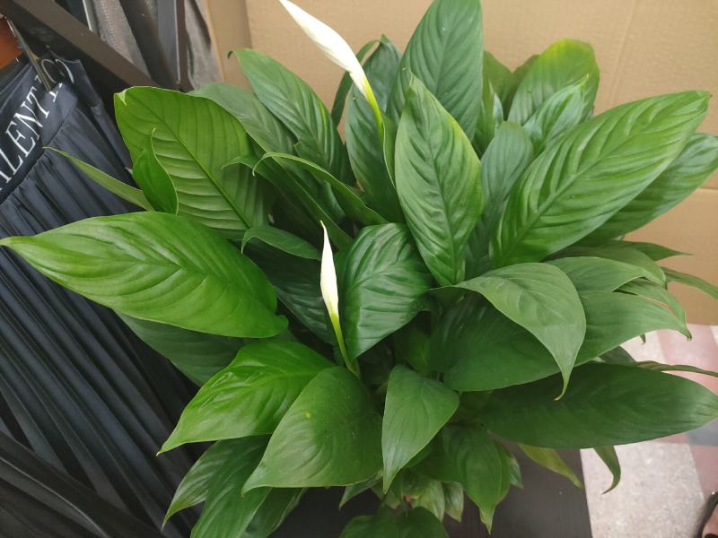 白掌一帆风顺水培土培绿植防辐射除甲醛粉掌客厅办公室花卉盆