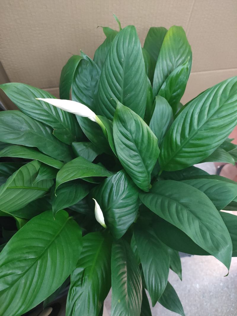 白掌一帆风顺水培土培绿植防辐射除甲醛粉掌客厅办公室花卉盆