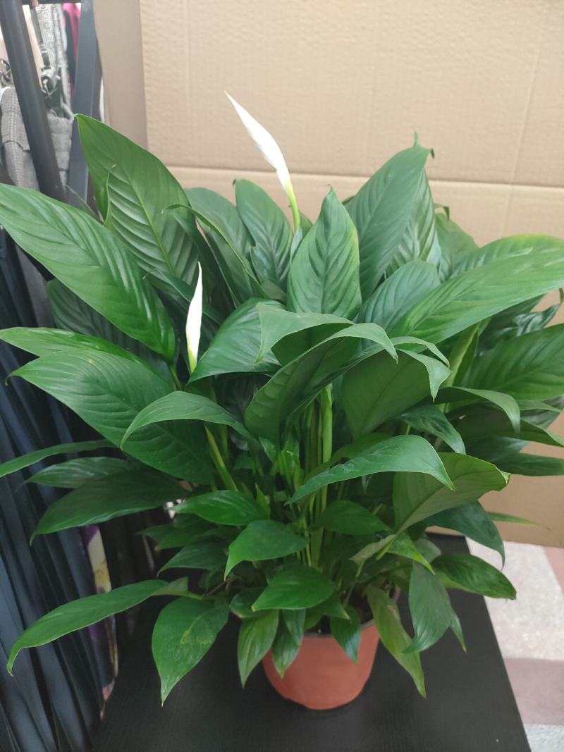 白掌一帆风顺水培土培绿植防辐射除甲醛粉掌客厅办公室花卉盆
