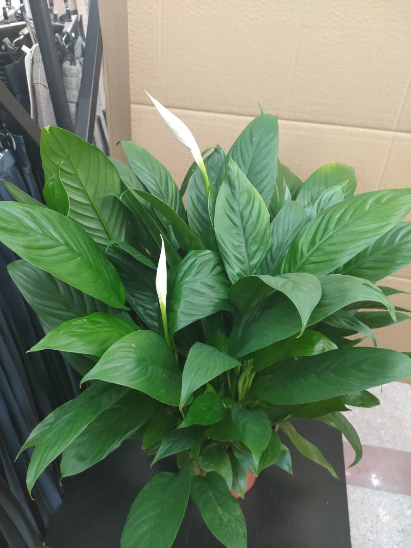 白掌一帆风顺水培土培绿植防辐射除甲醛粉掌客厅办公室花卉盆