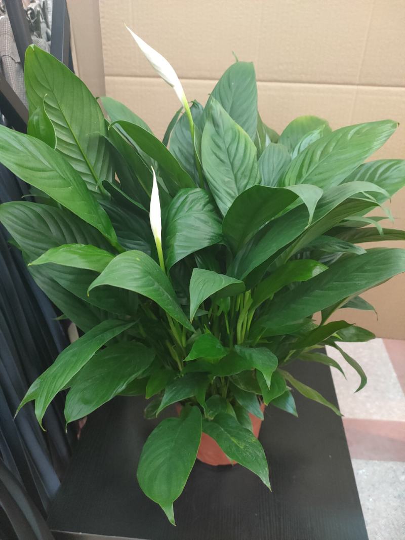 白掌一帆风顺水培土培绿植防辐射除甲醛粉掌客厅办公室花卉盆