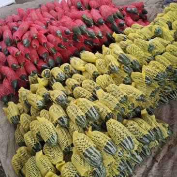 潍坊青州德刚瓜菜合作社，博洋9，大量上市。欢迎各位老板咨