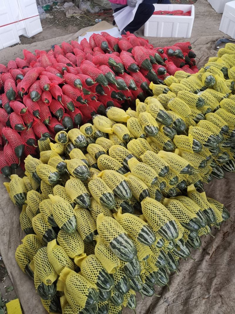 潍坊青州德刚瓜菜合作社，博洋9，大量上市。欢迎各位老板咨