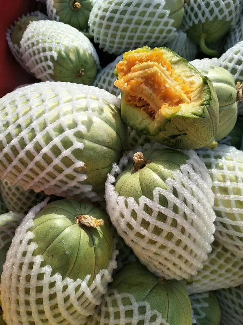 陕西博洋9甜瓜，大量供应中，产地直供，价格合适