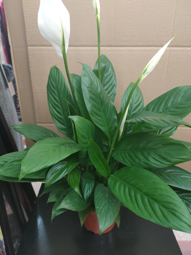 白掌一帆风顺水培土培绿植防辐射除甲醛粉掌客厅办公室花卉盆