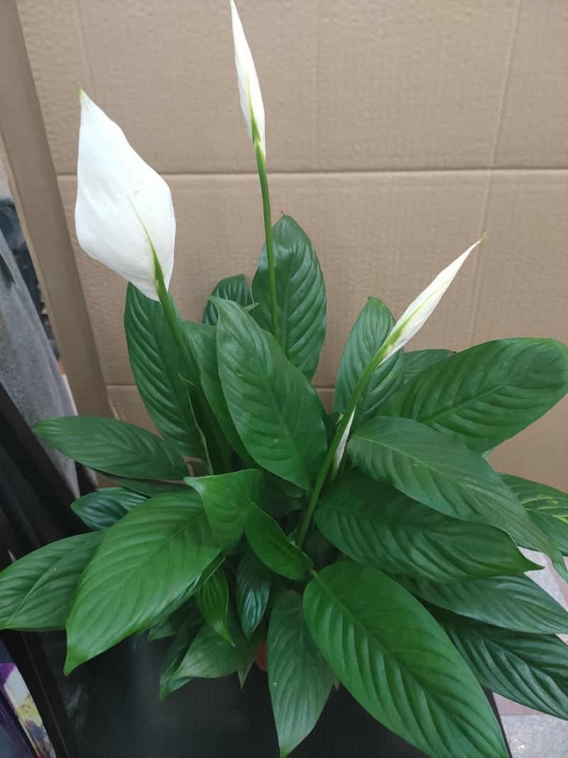 白掌一帆风顺水培土培绿植防辐射除甲醛粉掌客厅办公室花卉盆
