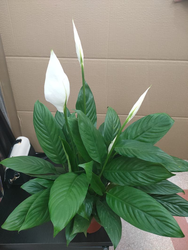白掌一帆风顺水培土培绿植防辐射除甲醛粉掌客厅办公室花卉盆