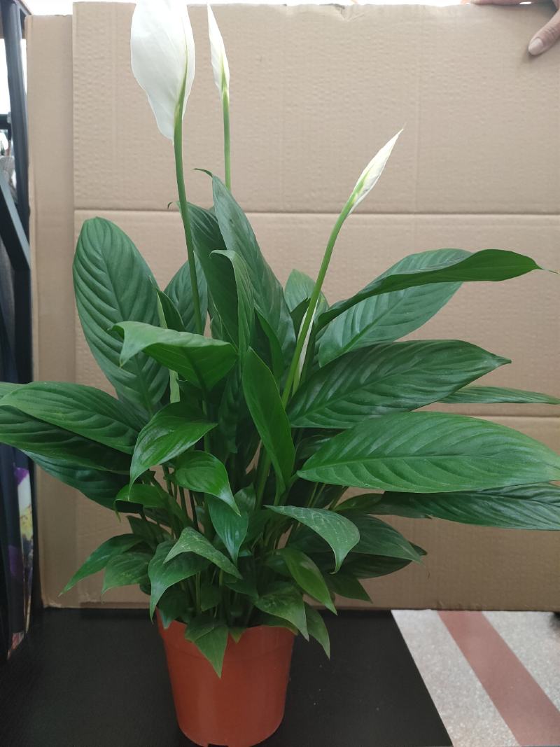 白掌一帆风顺水培土培绿植防辐射除甲醛粉掌客厅办公室花卉盆