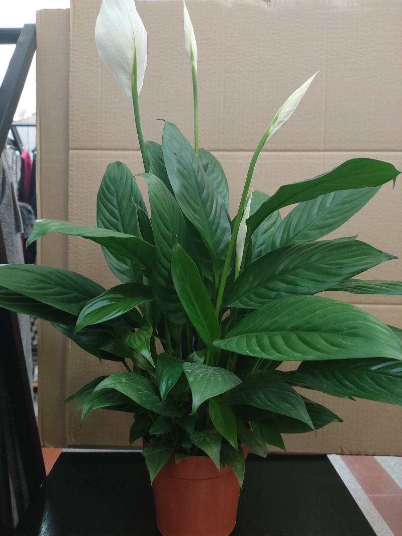 白掌一帆风顺水培土培绿植防辐射除甲醛粉掌客厅办公室花卉盆