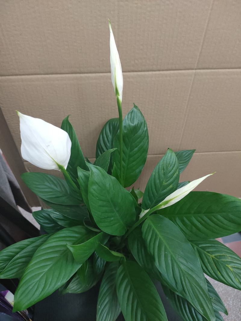白掌一帆风顺水培土培绿植防辐射除甲醛粉掌客厅办公室花卉盆