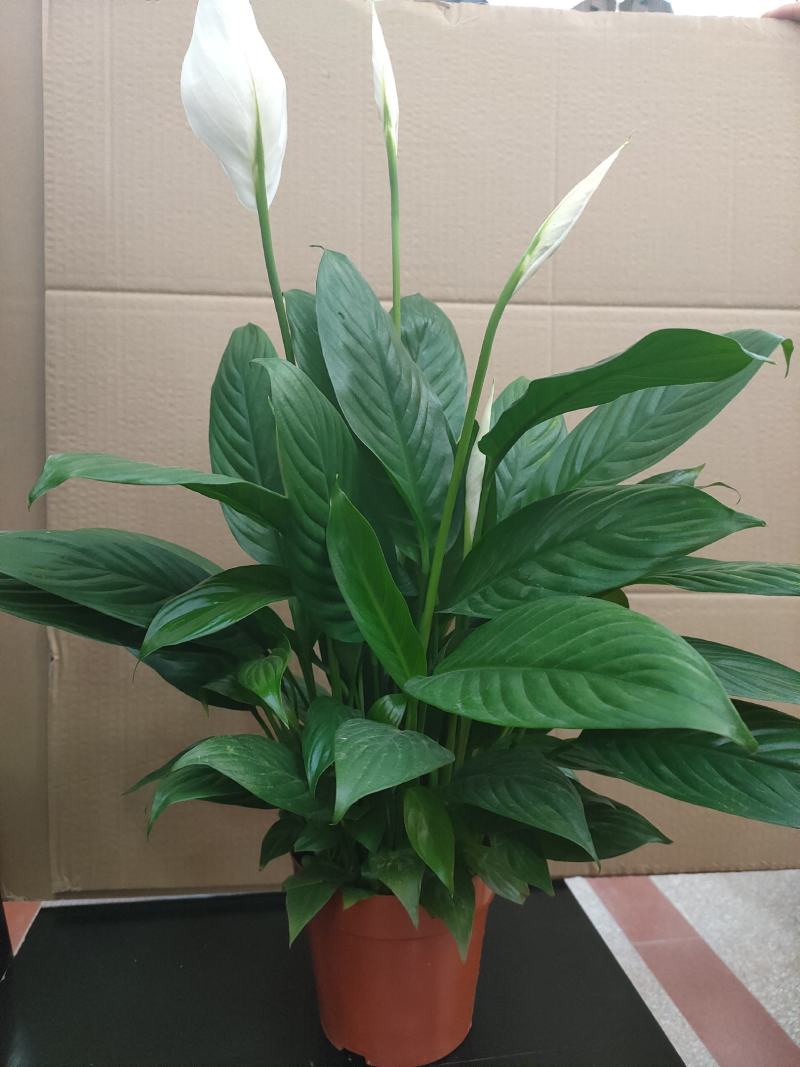 白掌一帆风顺水培土培绿植防辐射除甲醛粉掌客厅办公室花卉盆