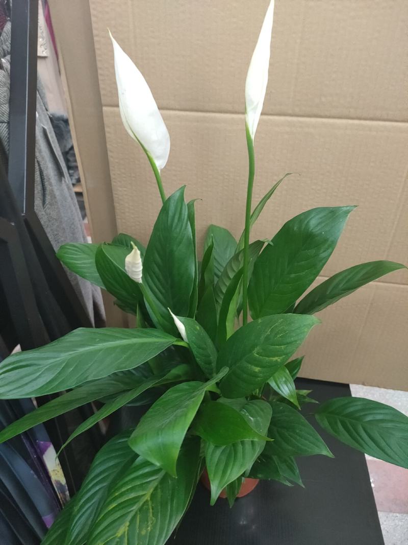 白掌一帆风顺水培土培绿植防辐射除甲醛粉掌客厅办公室花卉盆