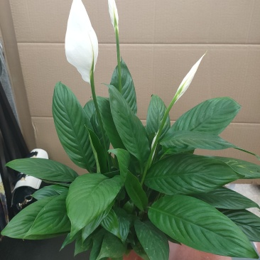 白掌一帆风顺水培土培绿植防辐射除甲醛粉掌客厅办公室花卉盆